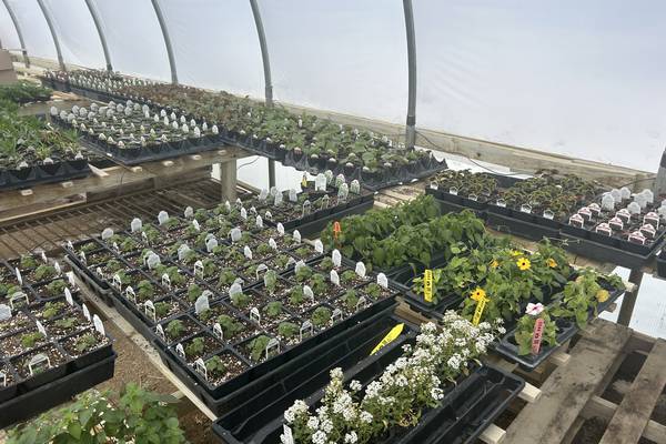 Red Barn Nursery celebrates 35 years