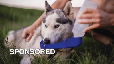 Four Tips For Protecting Your Dog From the Summer Heat