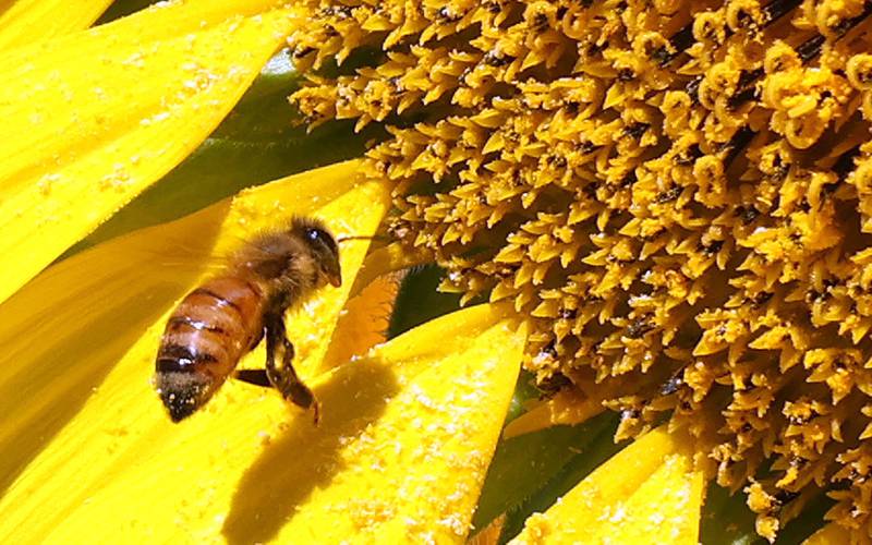 A bee looks for pollen on a sunflower in the field at Shabbona Lake State Recreation Area Friday, July 29, 2022, in Shabbona Township.