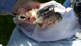 Good Natured in St. Charles: Volunteers help keep kestrels flying strong