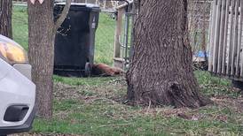 Deputy shoots dog near Johnsburg after fighting dogs injure several people; at least 1 officer bitten