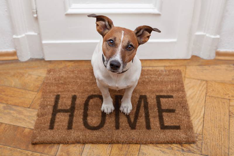 Cedar Lane Kennels - Four Tips To Help Your Dog Adjust To Back-to-School Time