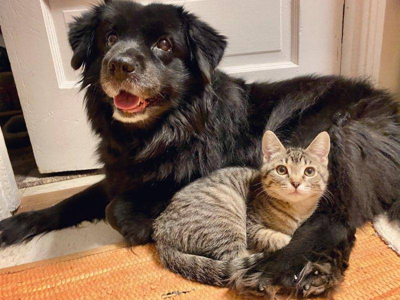 Sheba, adopted by Tracy Ahrens, of Momence, sits with her 6-month-old adopted kitty sibling Duckie.