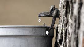 5 Things to Do: Maple Sugaring in Oswego, live comedy in Sandwich this weekend 