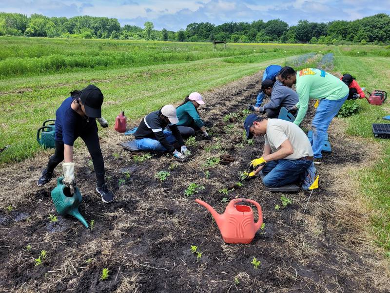Volunteers plant trees at the Midewin Tallgrass Prairie in Wilmington on Sunday, June 2.