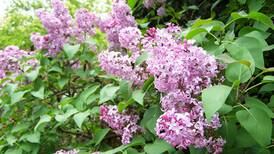 Lombard Garden Club plans annual lilac sale