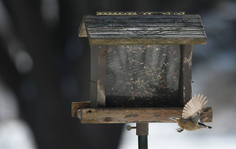 IDNR halt of bird feeders, bird baths through May 31 because