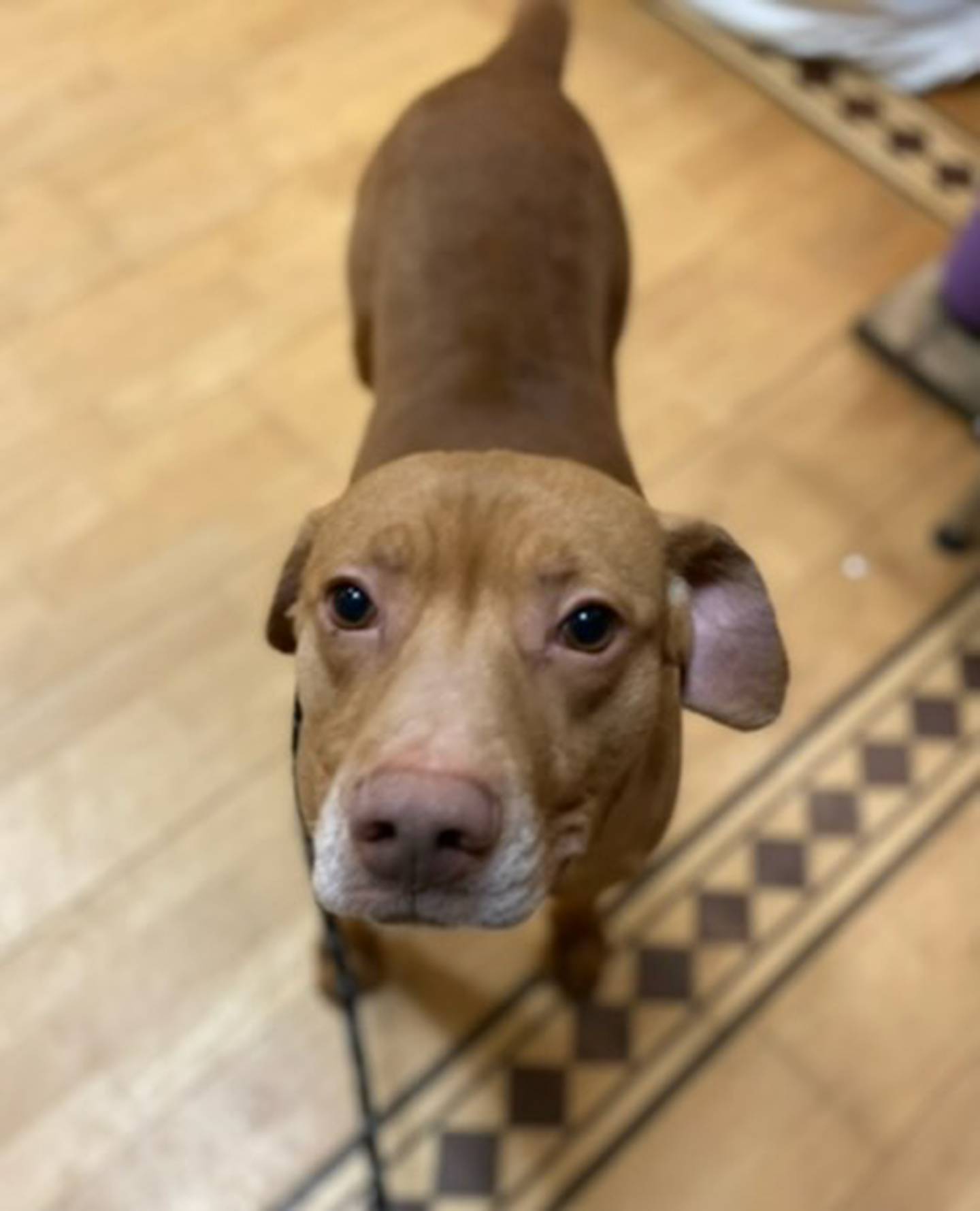 Mikey is a 2-year-old mixed breed, on the hunt for his forever home. Mikey is friendly and loves everyone he meets, including children and other dogs. He loves to go on walks and play with toys. He is a little shy initially, but he quickly warms up and shows his sweet personality. To meet Mikey, email Stacy at stacy@nawsus.org. Visit nawsus.org.