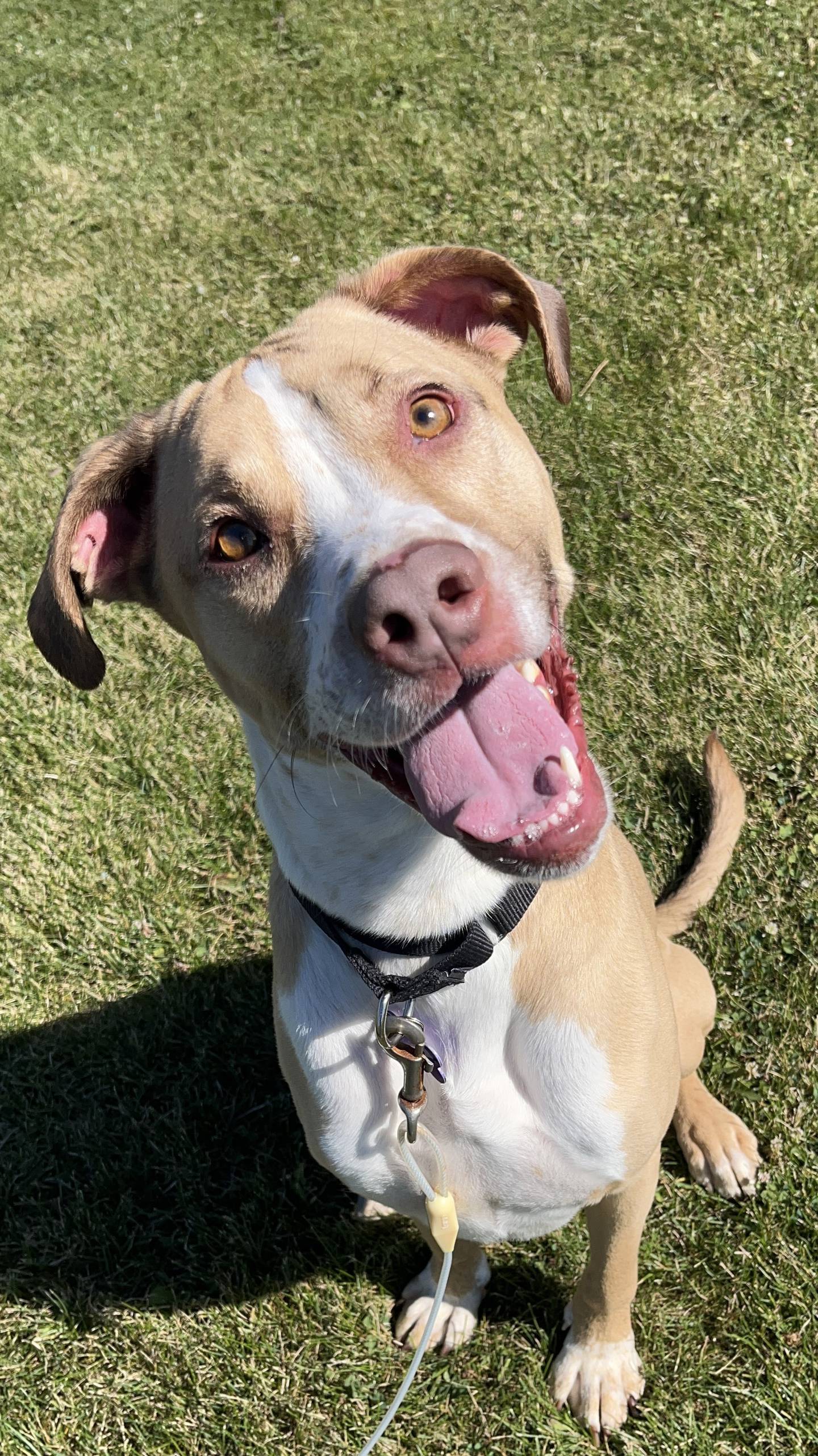 Colby is a 4-year-old Labrador/pittie that has been in and out of animal shelters. Colby enjoys hanging out with other dogs and loves to wrestle and play. He loves toys, especially ones with squeakers. He has mastered the head tilt and will “give paw” and “lie down” when told. Colby is already neutered. To meet Colby, call Joliet Township Animal Control at 815-725-0333.