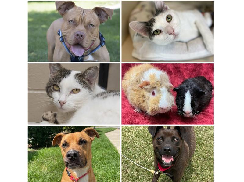 The Herald-News presents this week’s Pets of the Week. Read the description of each pet to find out about that pet, including where he or she can be adopted.