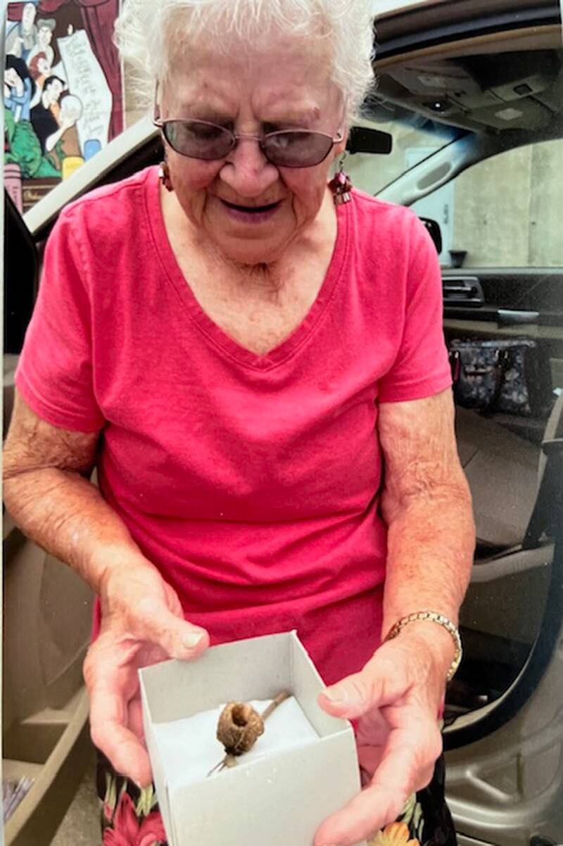 Joyce Hasbrook of Sheffield an avid bird watcher of 68 years, found a treasure of a lifetime. While trimming bushes, she discovered an empty hummingbird nest.