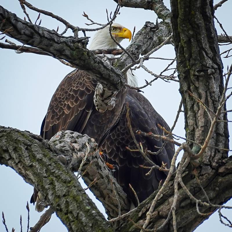 Phil Hoggstrom of Lakewood, who enjoys birdwatching during the winter, spotted a pair of eagles at Main Beach in Crystal Lake on Jan. 2, 2023.