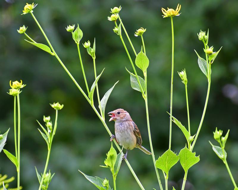 Jay Florian’s photo of Boloria Meadows in Bull Valley received first place in Land Conservancy of McHenry County’s 2021 photo contest.