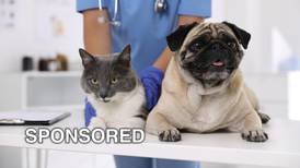 The Importance Of Annual Wellness Exams For Your Pets