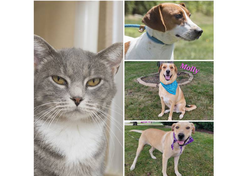 The Herald-News presents this week’s Pets of the Week. Read the description of each pet to find out about that pet, including where he or she can be adopted.
