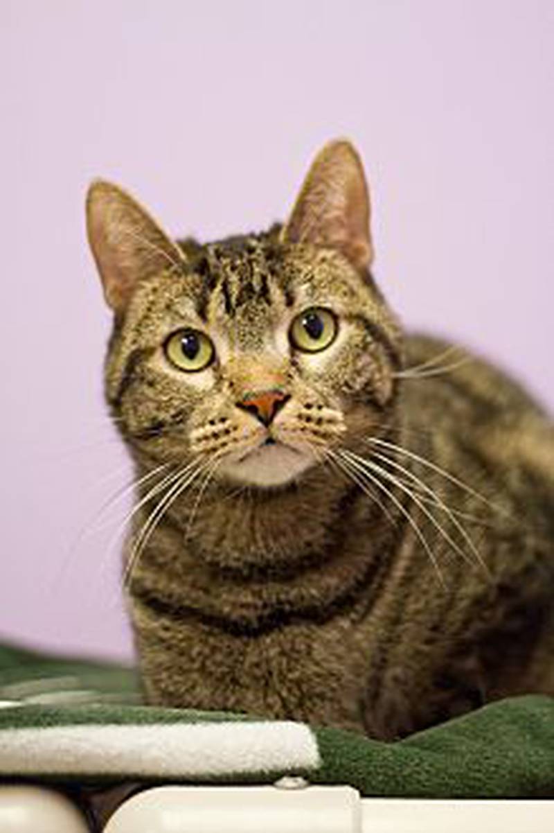 Save-A-Pet will begin their “Home for the Holidays” adoption promotion beginning Nov. 11 and lasting through Dec. 31. Jet Fire (pictured) is up for adoption.