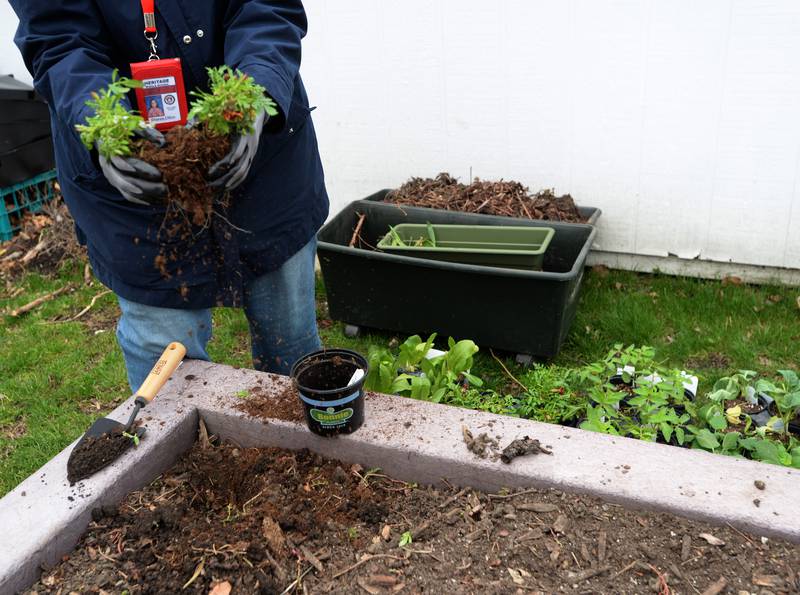 Heritage Middle School Instructional Special Ed Science teacher Sister Sharon Dillon plants flowers in the garden that was started with the help of her students.  The garden  then created a collaboration with Home Depot and the school's OAV Club to initiate the beautify day held Wednesday April 20, 2022.