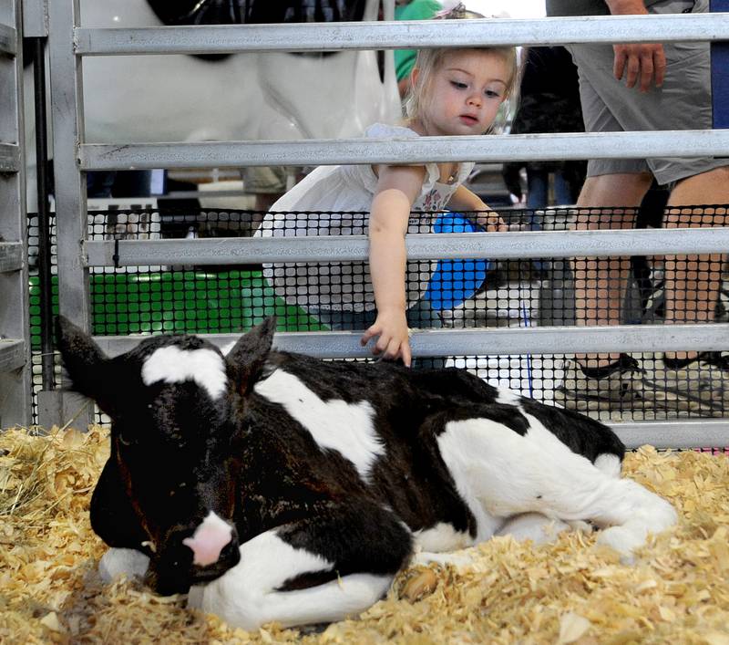 Two-year-old Evie Champion of Aurora touches a Holstein calf on Thursday, Sept. 5, 2024, at the Sandwich Fair.