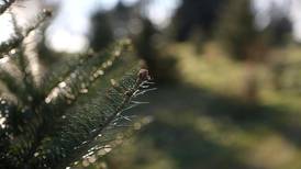 Here’s how DeKalb residents can recycle their Christmas trees