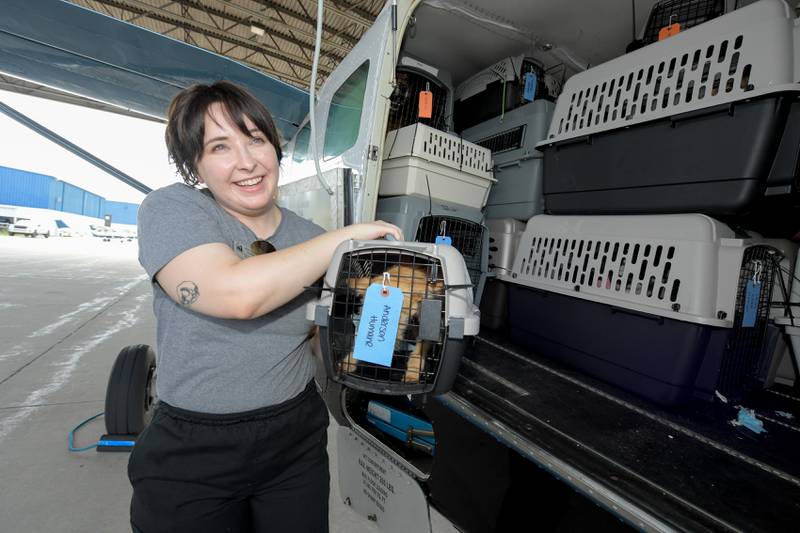 Molly Craig Director of Animal Pathways at Anderson Humane in South Elgin unloads one of the dog rescued from the recent Texas Floods.  The animals were flow north on a Dog Is My CoPilot flight to the Aurora Municipal Airport on Thursday, Jul 24, 2025 in Sugar Grove.