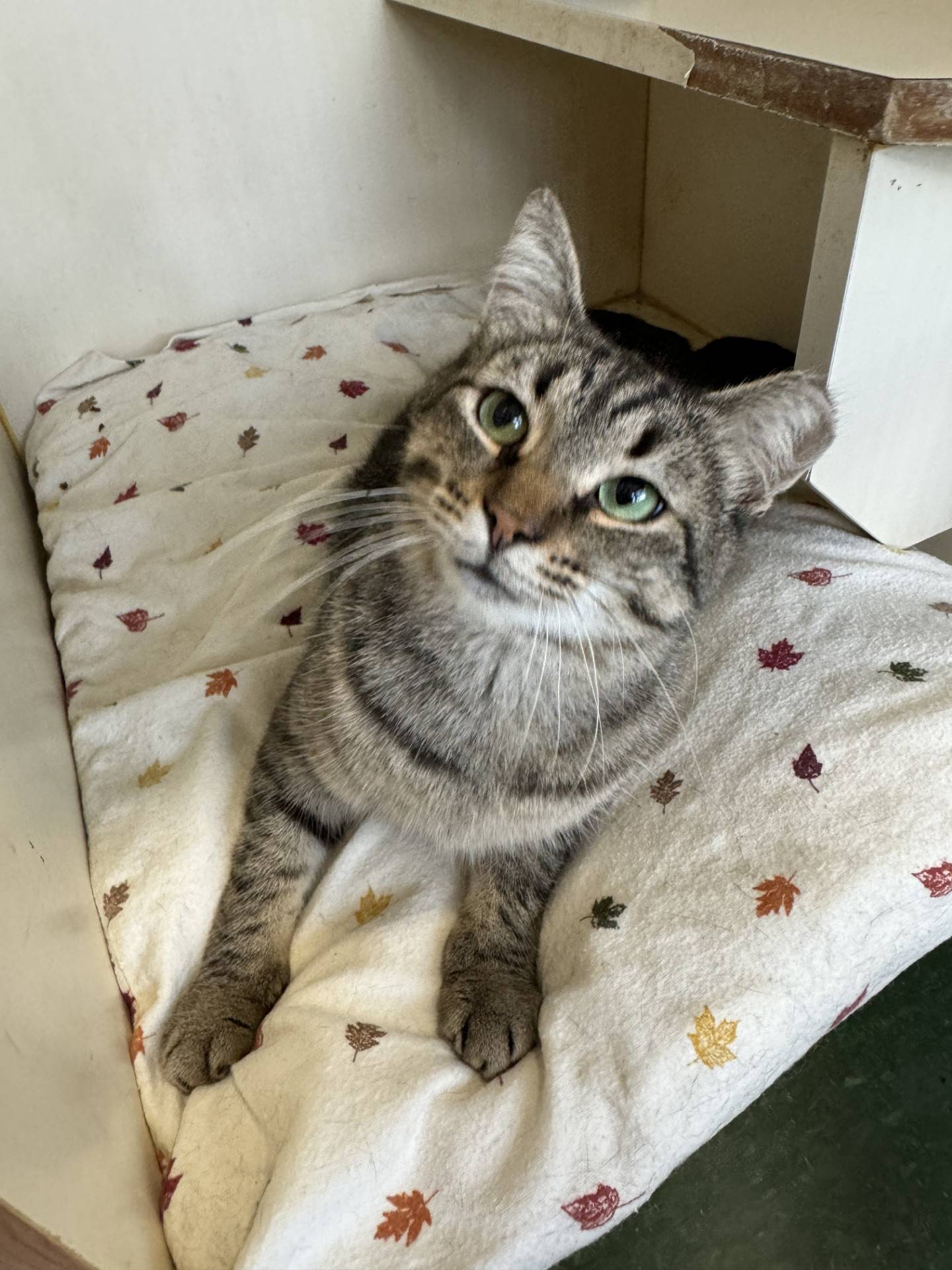 TomCat is a sweet 3-year-old tabby that lived outdoors for some time and now loves being an indoor kitty. TomCat is incredibly friendly and outgoing. He loves to crawl into laps and be held. He is quite chatty and will purr when content. He loves to play and entertains himself with his little toy mice. TomCat is FIV-positive, so he must be the only cat in the home or live with other FIV-positive cats. To meet TomCat, email Catadoptions@nawsus.org. Visit nawsus.org.