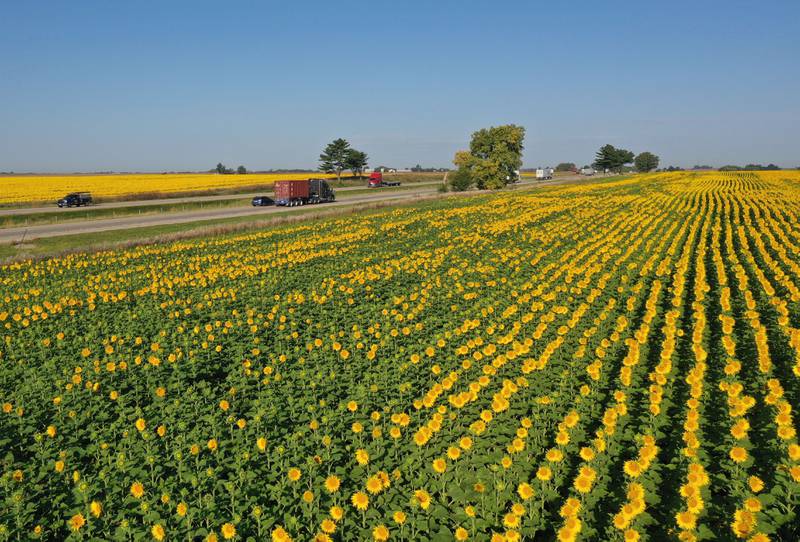 A view of a sunflower field on Wednesday, Sept. 10, 2025 near the intersection of 3000 East Street and Interstate 80 about a mile north of Seatonville in Bureau County.