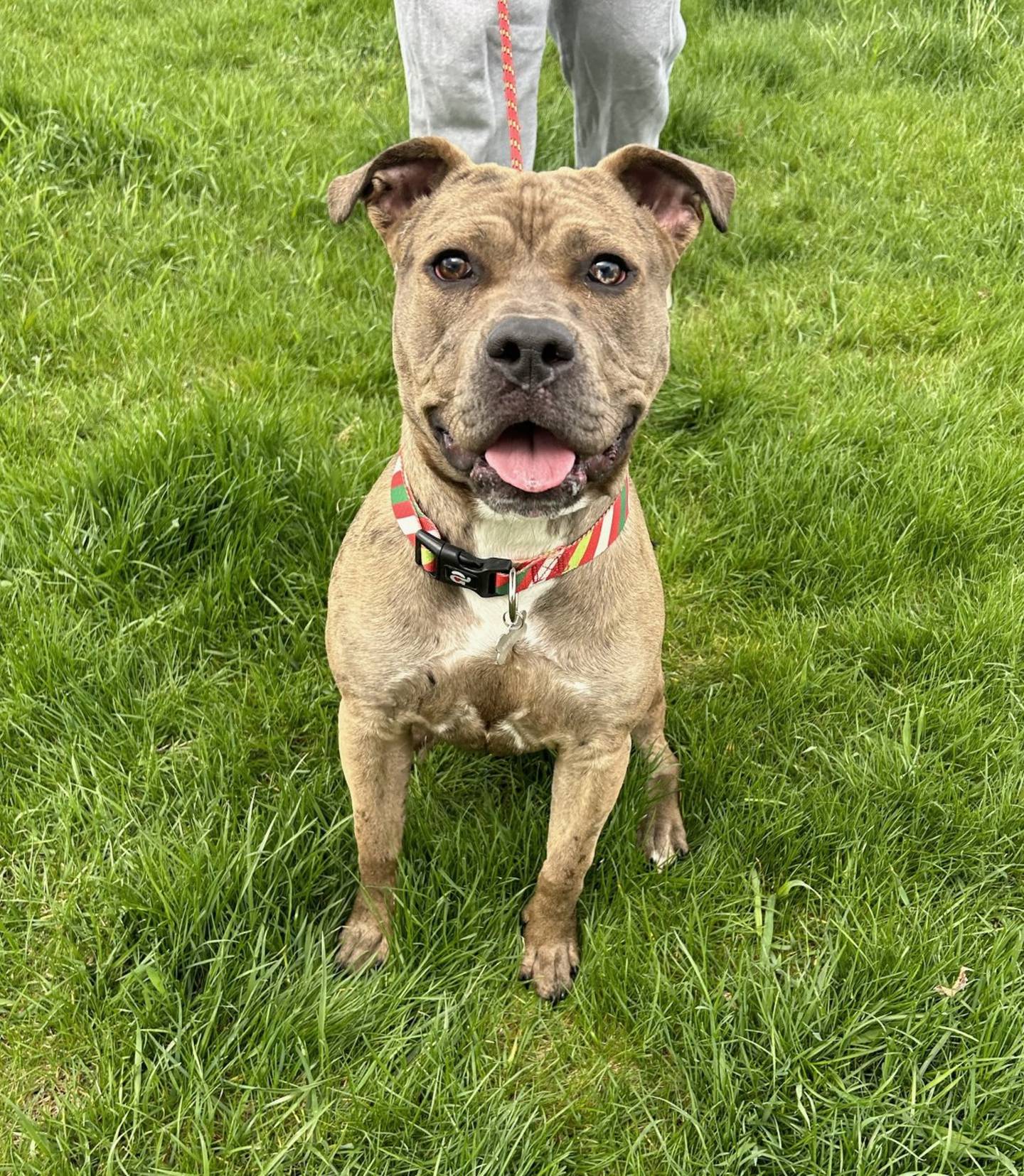 Rue is a 10-month-old terrier mix that’s friendly and gets along with other dogs. She is strong and has lots of puppy energy, so she needs a home without young children. She loves to run and play. To meet Rue, email Dogadoption@nawsus.org. Visit nawsus.org.