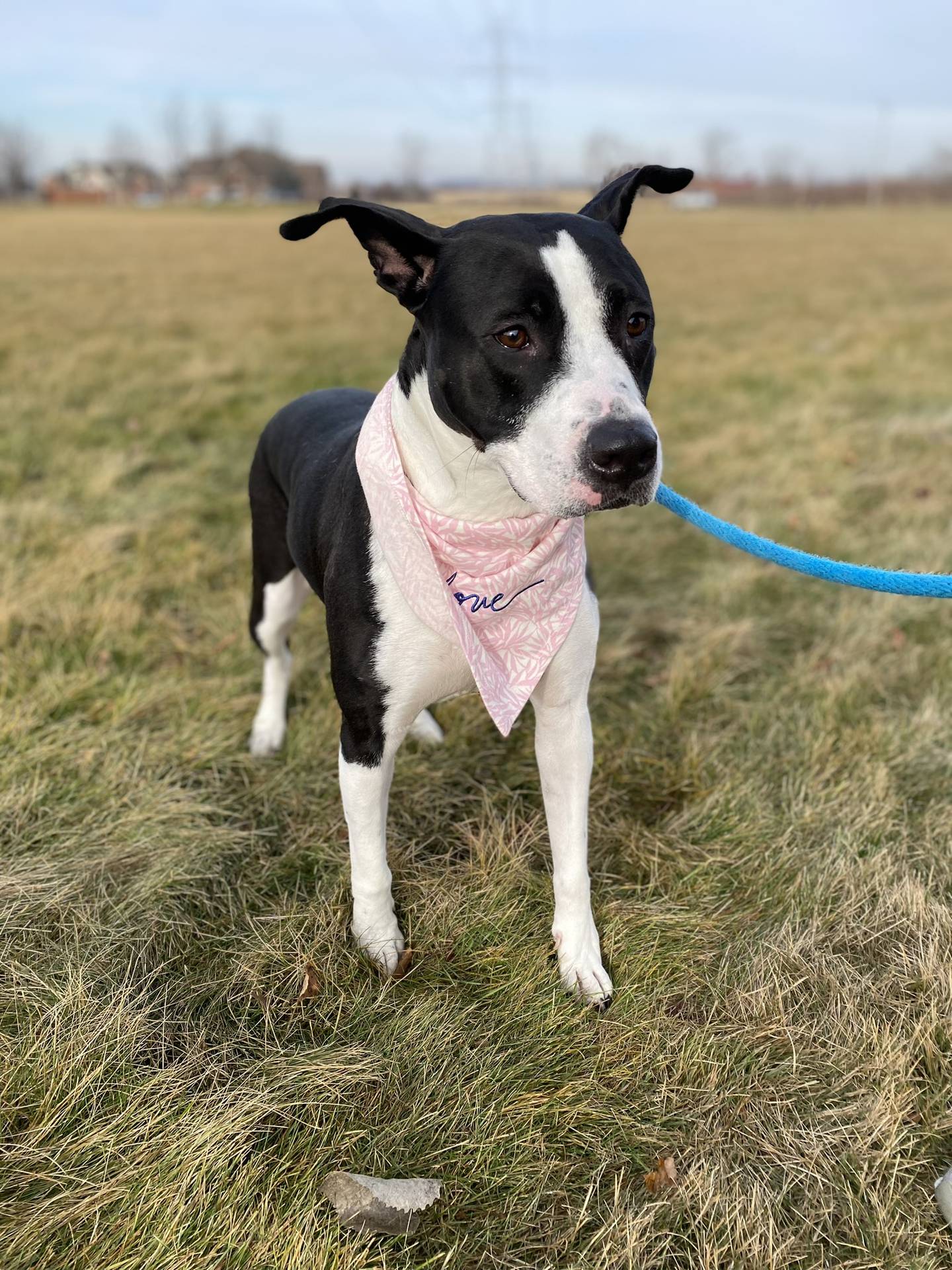 Dolly is a 4-year-old silly, playful and energetic terrier. She gets along with other dogs and loves to be around people. She is affectionate, polite and potty-trained. To meet Dolly, email Dogadoption@nawsus.org. Visit nawsus.org.