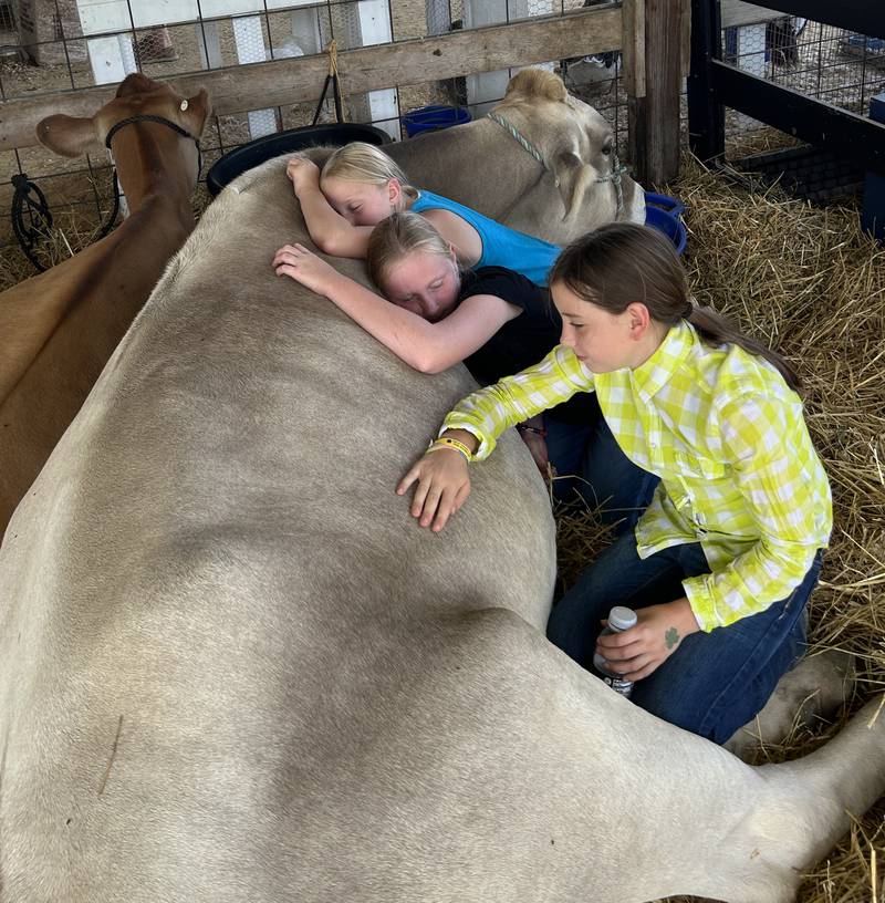 Shelby and Ashley Harbaugh, 12, and 9,  and Kodi Hubbard, 10, of Chana, curl up next to Honey, a dairy cow owned by the Harbaugh family, at the Ogle County 4-H Fair on Friday, Aug. 2, 2024.
