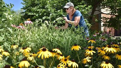 How to start a native garden, bring wildlife to your yard and help the environment