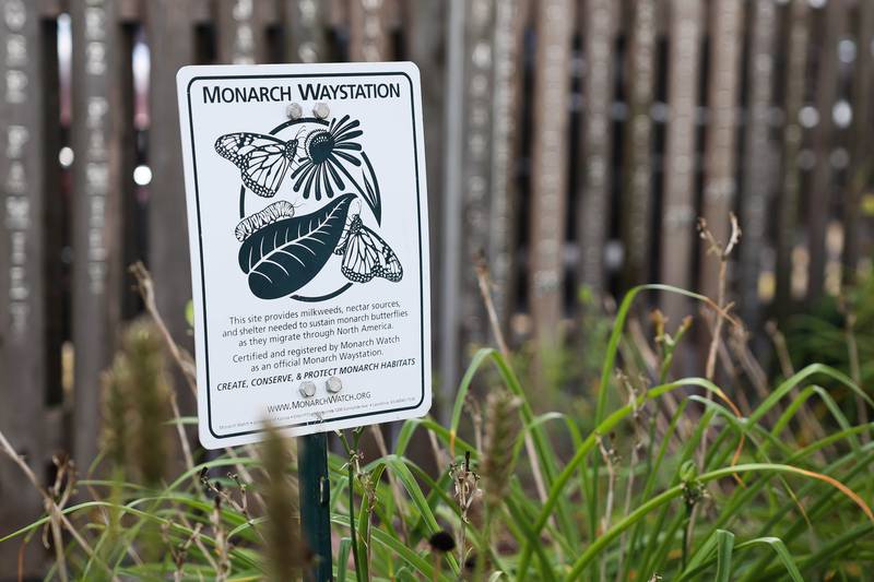 St. Dennis School’s garden, planted nearly ten years ago, was official recognized as a Monarch Waystation in 2020. Every year the school raises and releases Monarch Butterflies. Tuesday, Sept. 13, 2022, in Lockport.