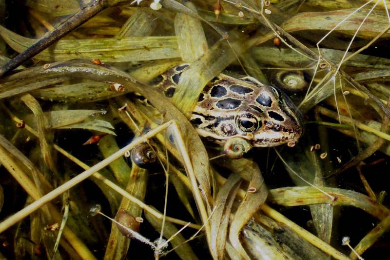 Northern leopard frogs are common throughout our region, but their coloration can make them hard to spot. Learn more about little Lithobates pipiens and other local frog species by participating in the Calling Frog Survey.