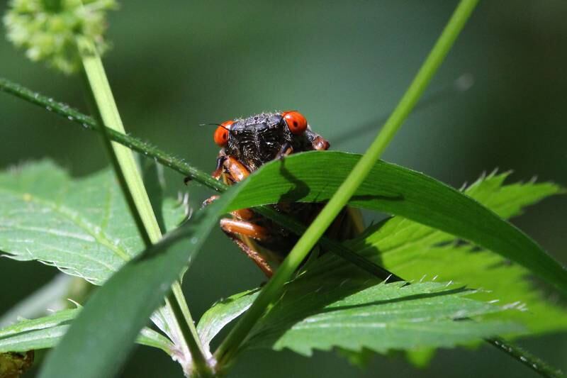 Periodical cicadas are predicted to emerge throughout northern Illinois in just a few weeks. But will their appearance live up to all the hype?