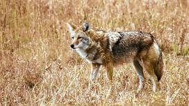Why you might notice more coyotes this time of year: ‘They’re there. You just don’t see them’