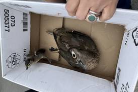 Good Samaritans stop traffic to help ducklings in the street in Crystal Lake