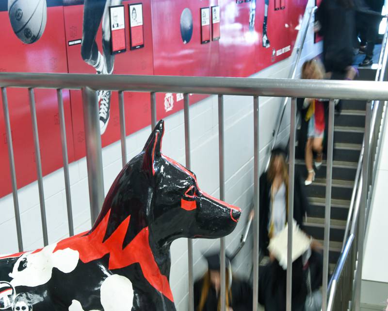 Northern Illinois University graduates go to Victory Court while a statue of a huskie watches over them before the start of the commencement ceremony on Saturday May 6, 2026, held at the Convocation Center in DeKalb.