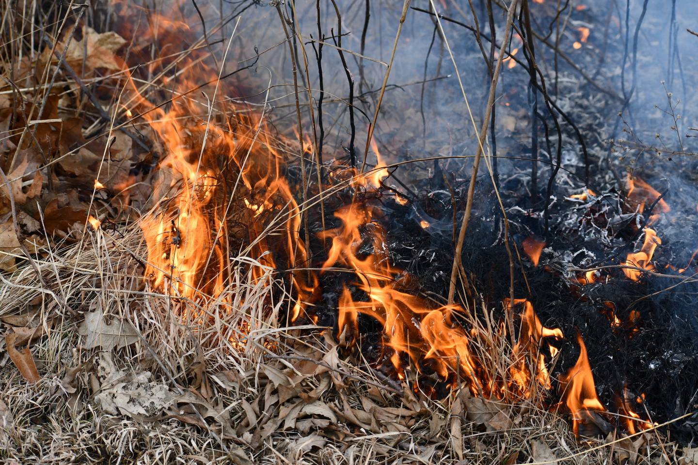 Fires work through the grass during a controlled burn by the Forest Preserve District Will County. Photo provided by Forest Preserve District Will County