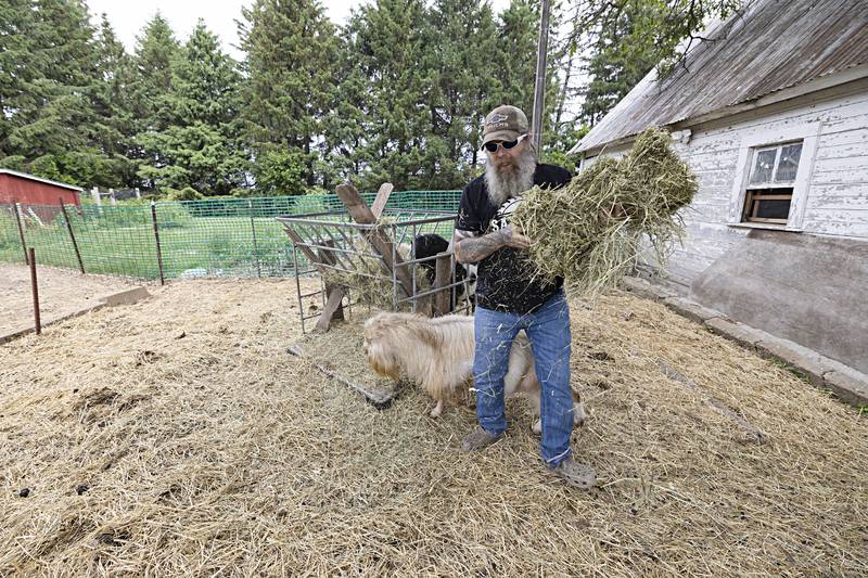 Shawn Sweeney brings out straw Tuesday, June 6, 2023 to a herd of mini lamanchas, a mid-sized dairy breed. Sweeney milks four goats on the farm, using the product for soap, ice cream, drinking and supplementing feed for other farm animals.