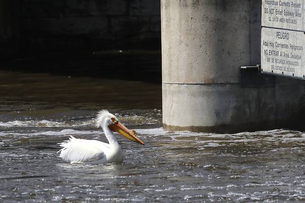 Photos: Flooding on the Fox River in McHenry County area