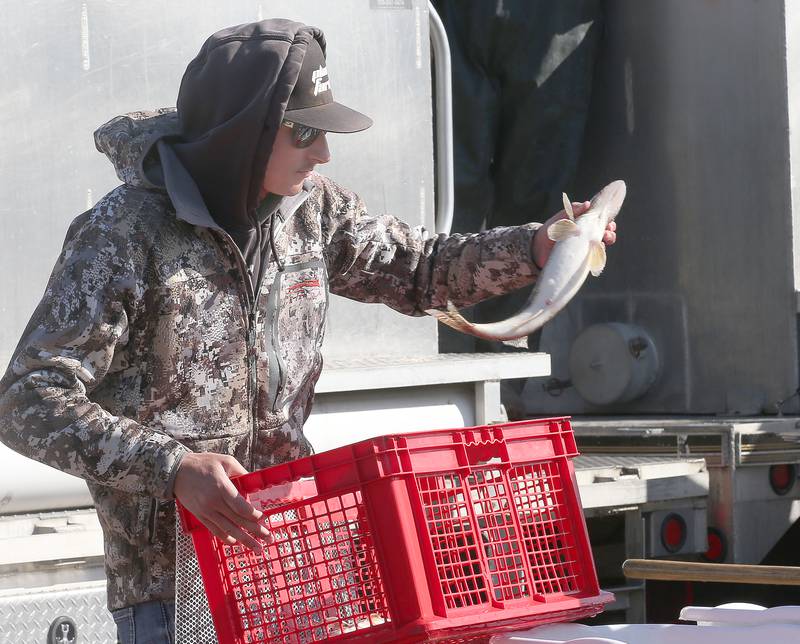 Dawson Ploch of Tonica, hands his fish over to the Illinois Department of Natural Resources sauger stock program during the National Walleye Tour Masters Walleye Circuit on Saturday, March 23, 2024 in Spring Valley.