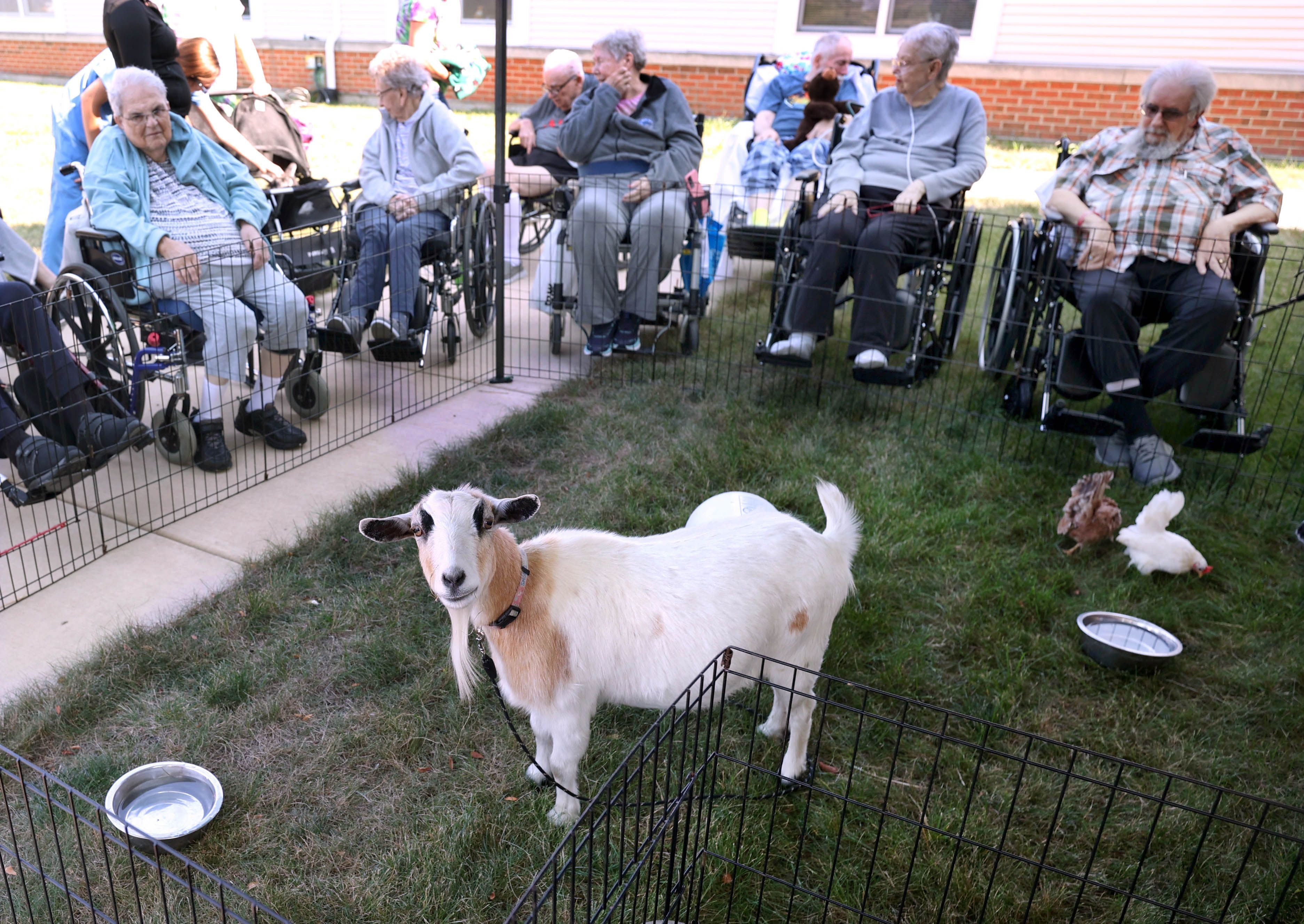 A goat is the center of attention while at the DeKalb County Rehab and Nursing Center during a visit from Kate’s Kritters Mobile Petting Zoo Thursday, Sept. 18, 2025, in DeKalb.