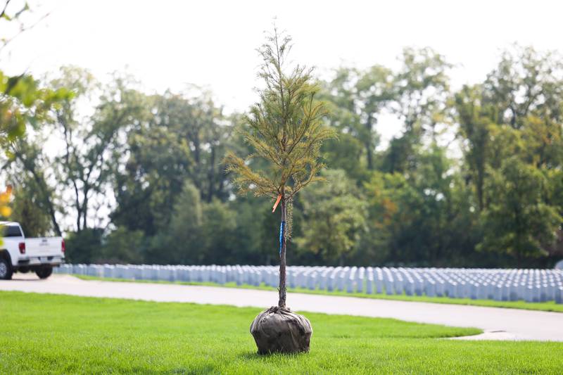 A tree waits to be planted at the Abraham Lincoln National Cemetery on Wednesday, Sept. 20, in Elwood.