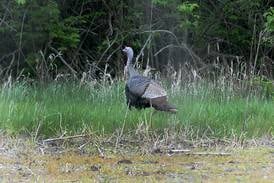 Illinois hunters harvest 882 turkeys during fall archery season