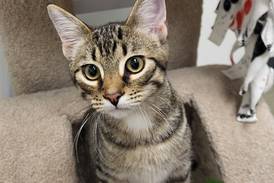 High-energy, fun-loving kitten seeks family for more hijinks