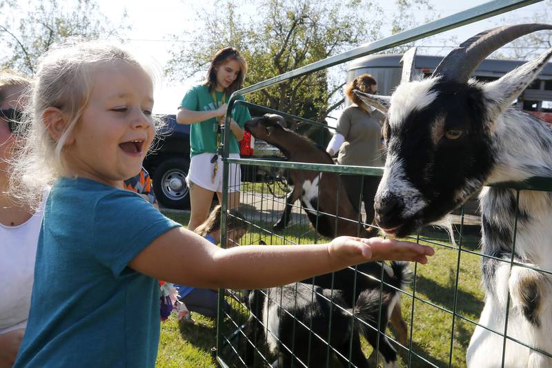 Mia Bauman, 4, of Marengo, feeds the animals at the petting zoo during the annual Settlers Days events on Saturday, Oct. 9, 2021, in Marengo.