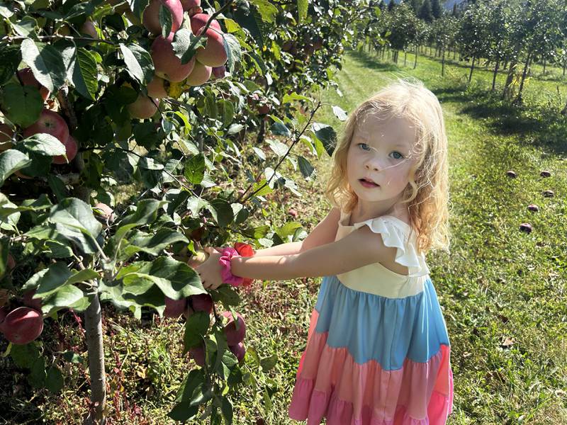 Remi Hawker, 4, of Byron, picks an apple at BerryView Orchard, 7504 W. Midtown Road, Mt. Morris, on Saturday, Sept. 27, 2025, during the sixth annual Back Roads Market.