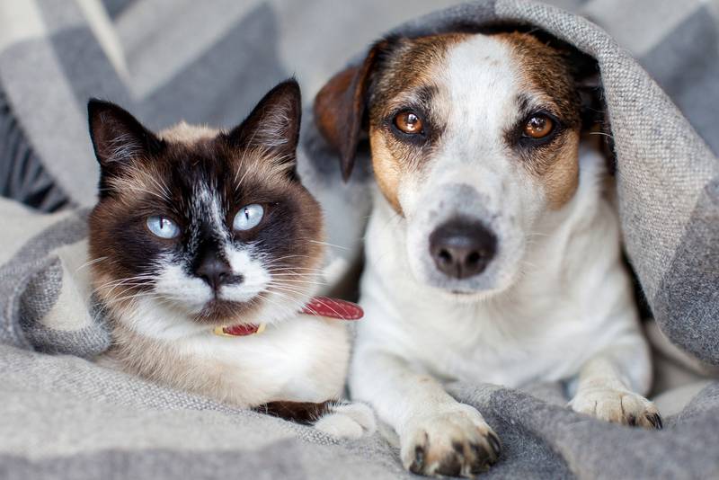 All Creatures Great & Small - Tips For Addressing the Special Care of Senior Pets