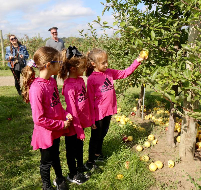 Triplets, (l-r) Mia, Aria and Guilia Wurtz of Melrose Park pick apples at Kuiper’s Apple Orchard in Maple Park on Saturday, Sept. 24, 2022.