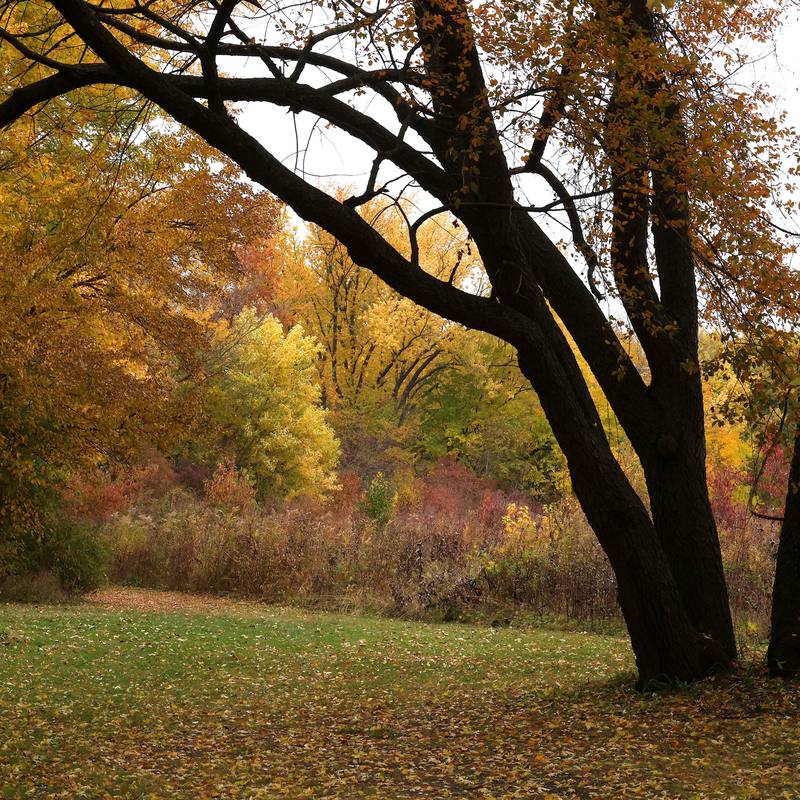 Colorful trees surround a hiking path Tuesday, Oct. 22, 2024, at Sycamore Forest Preserve.