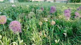 Down the Garden Path: Spice up the garden with edible flowers 